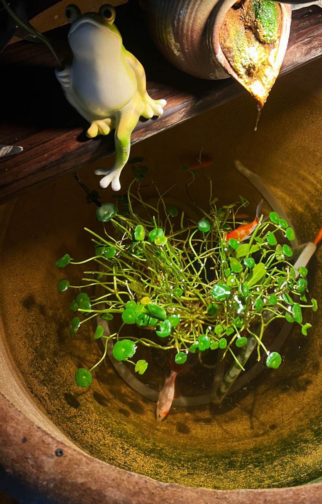 A ceramic basin with goldfish, pennywort, and a ceramic frog on the shelf